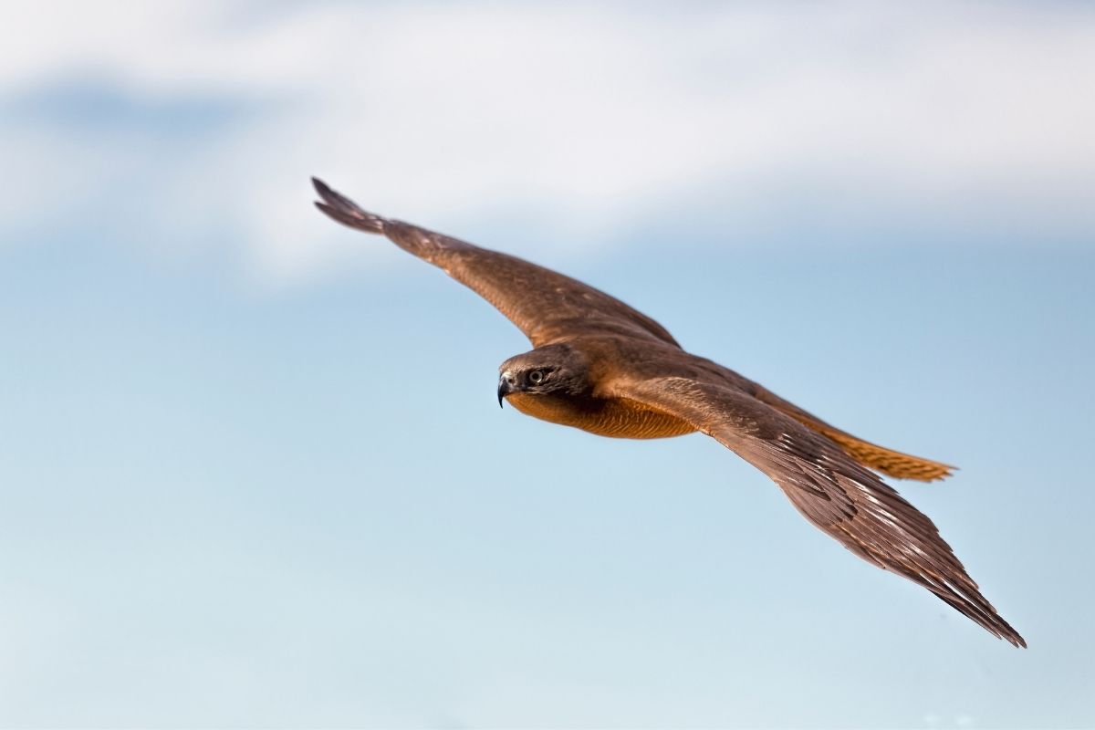 a brown goshawk flying