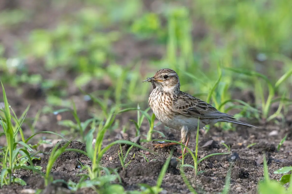 a Eurasian Skylark walking with an insect in its beak