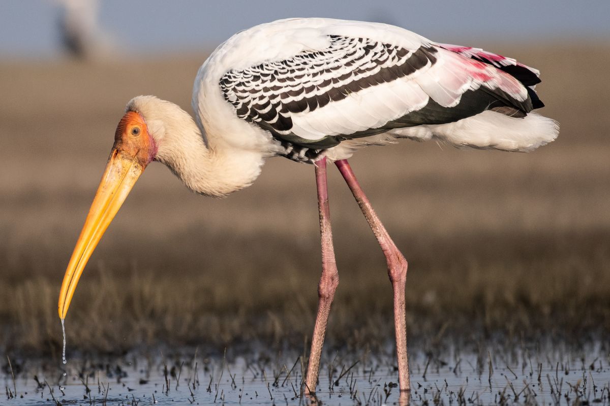 a Painted Stork wading in water