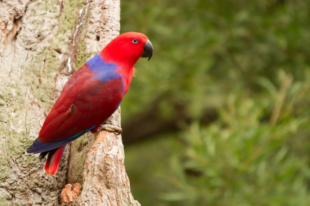 a female Eclectus Parrot perched on a tree stump