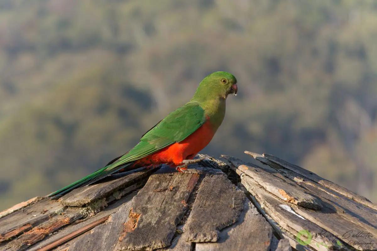 a female king parrot perched on a roof