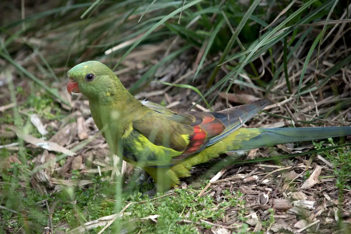 a female regent parrot on the ground