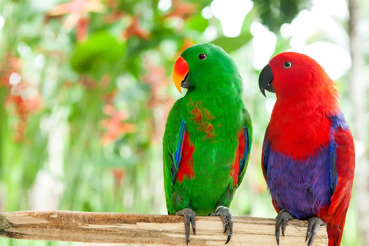 a male and female eclectus parrot perched on a branch