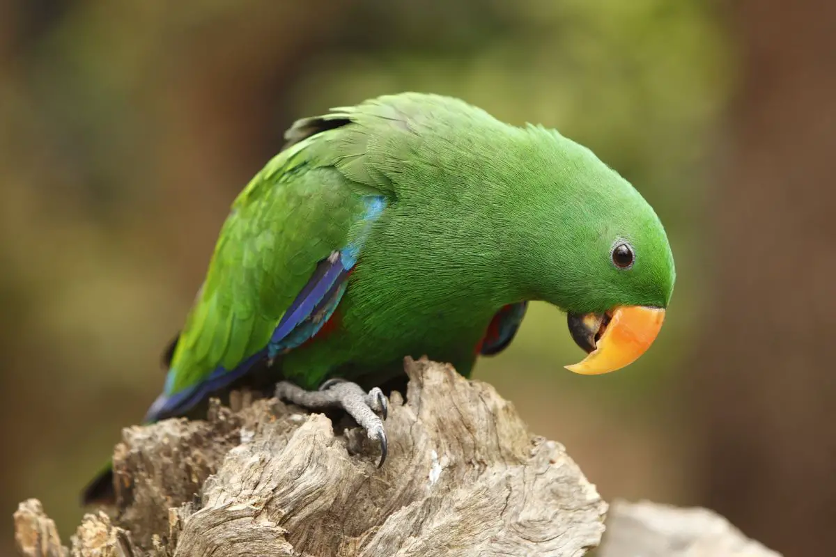 a male Eclectus Parrot