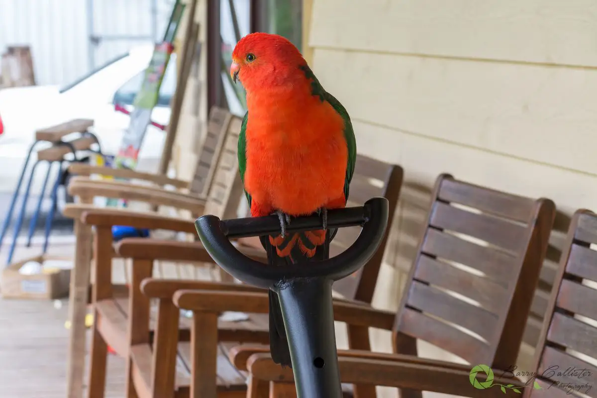 a male king parrot perched on a hammock stand