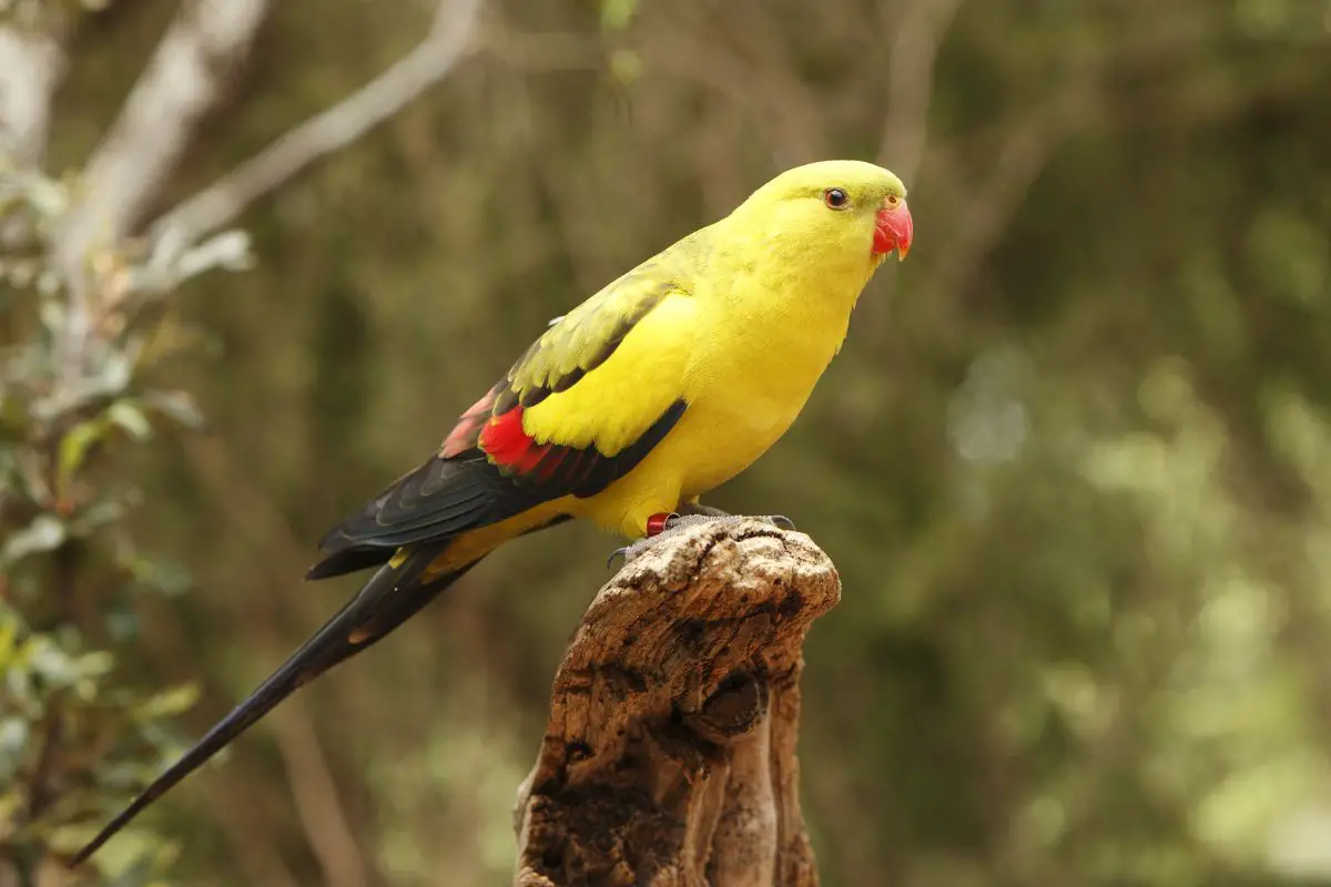a male regent parrot perched on a stump