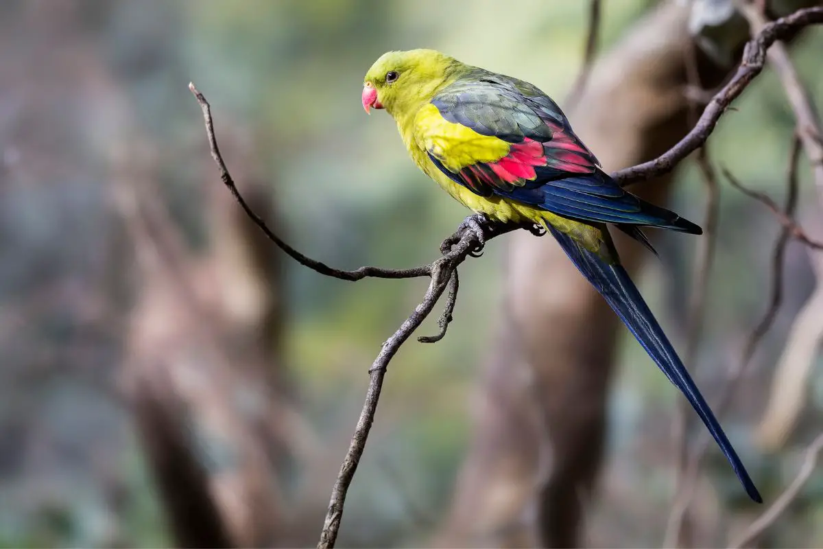 a male Regent Parrot perched on a stick
