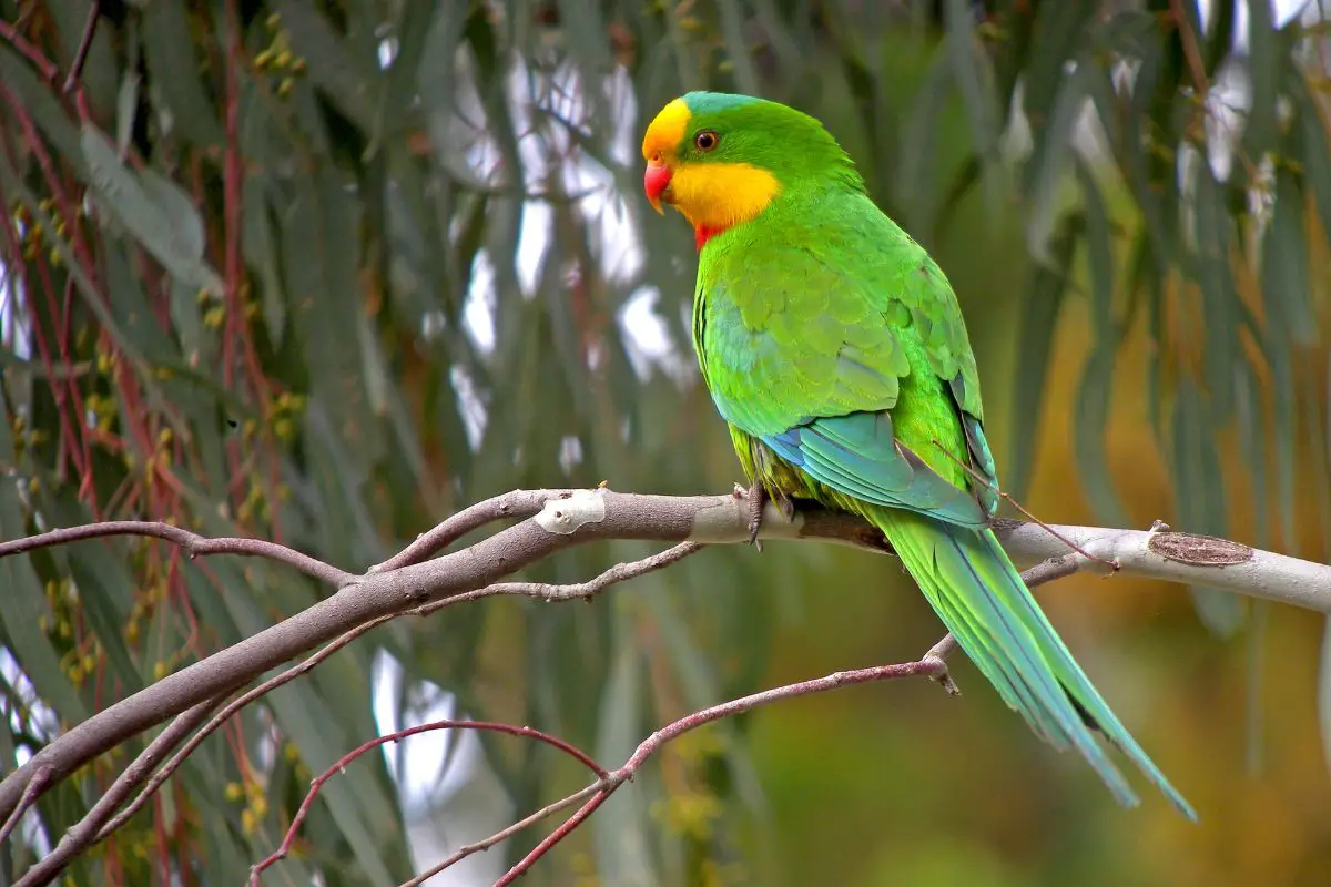 a male Superb Parrot perched on a branch