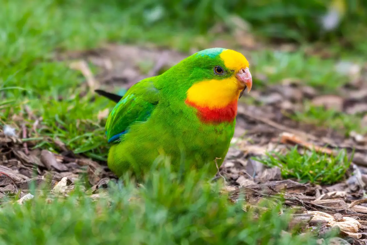 a Superb Parrot sitting on the ground