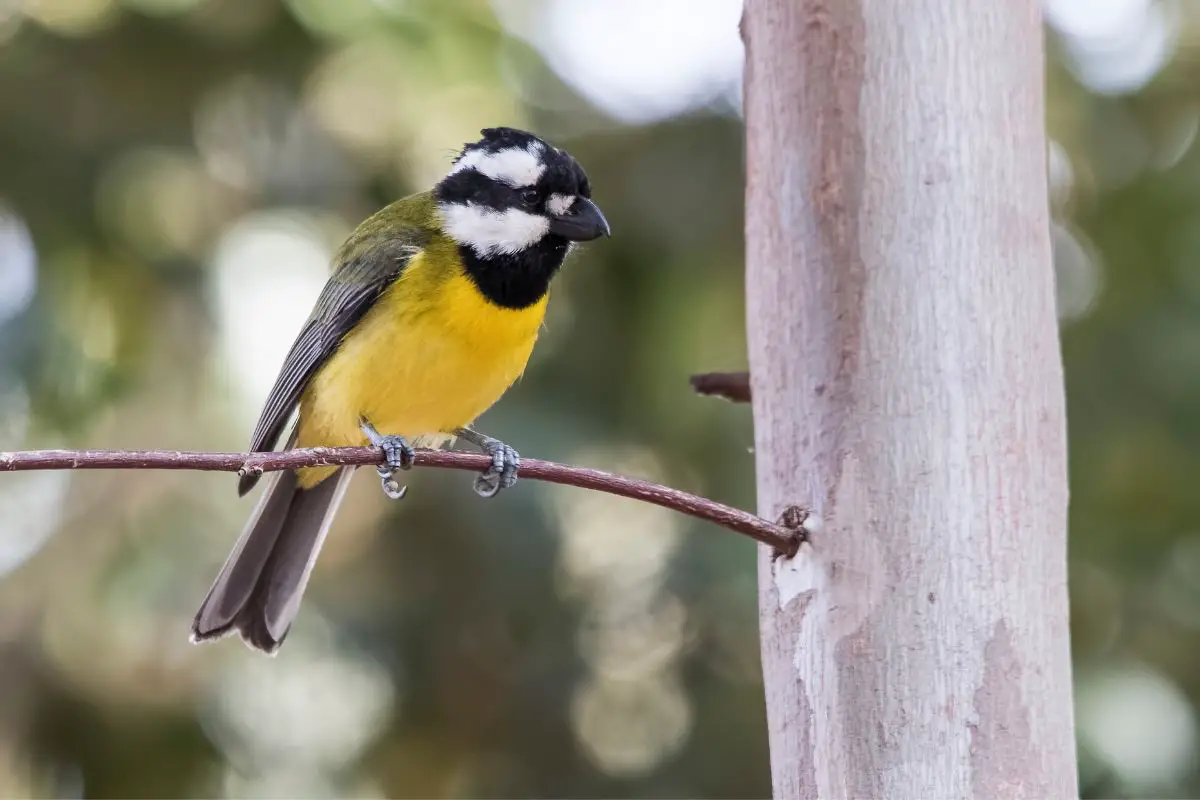 a Crested Shrike-tit perched on a thin branch