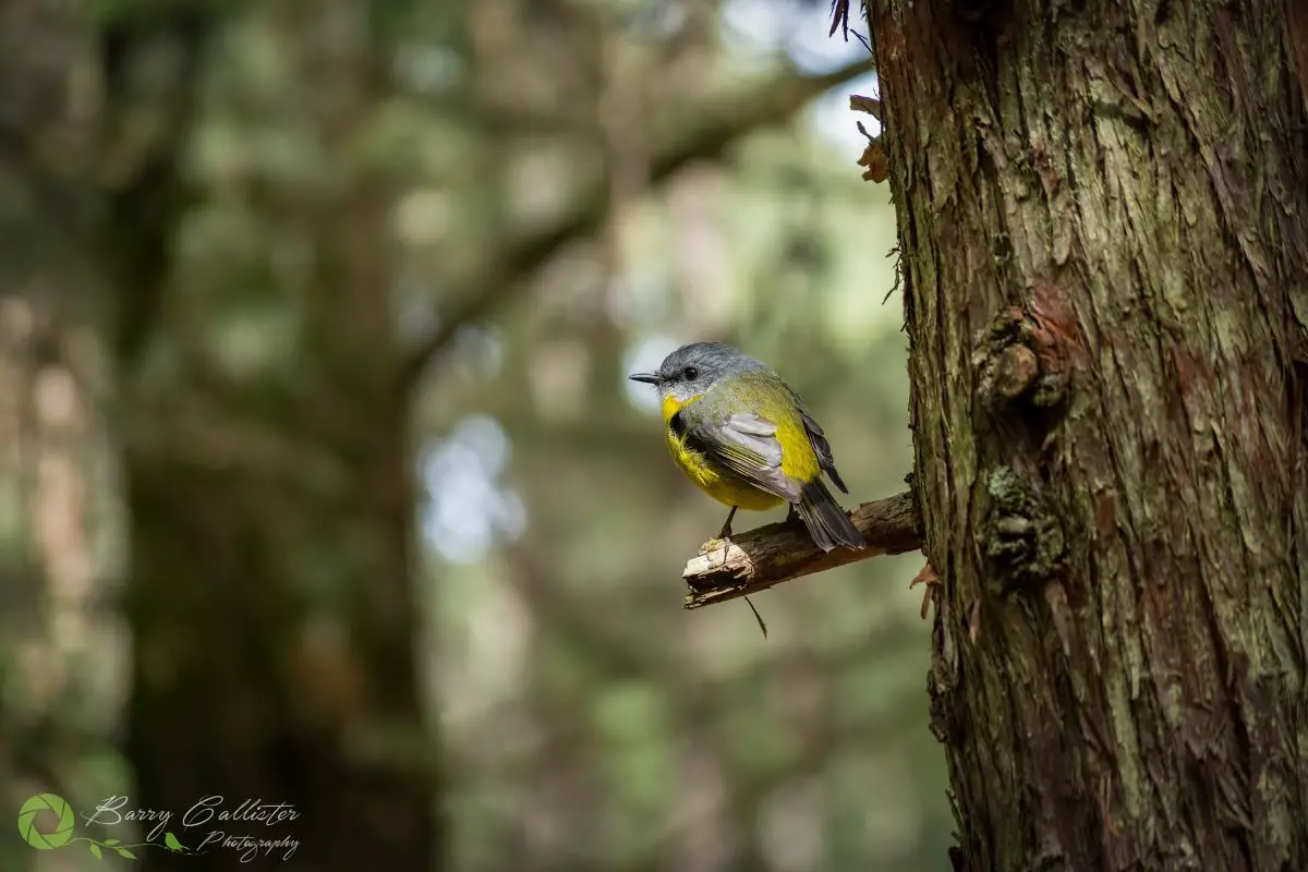 an Eastern Yellow Robin perched on a broken branch on the side of a tree trunk