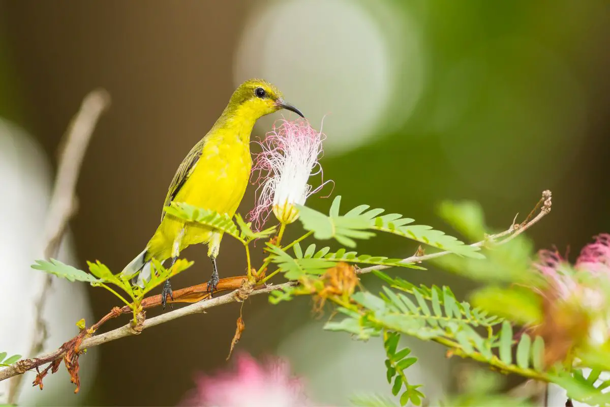 a female Olive-backed Sunbird perched on a branch next to a white flower