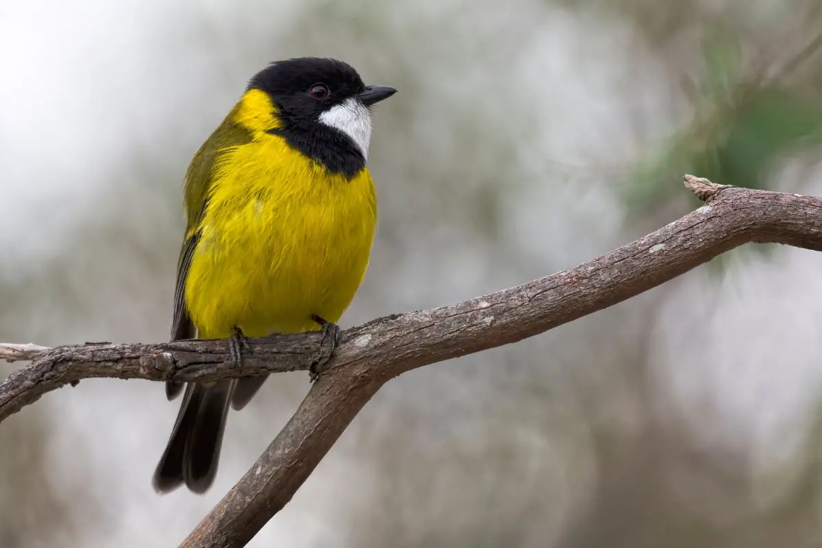 a male Golden Whistler bird perched on a branch