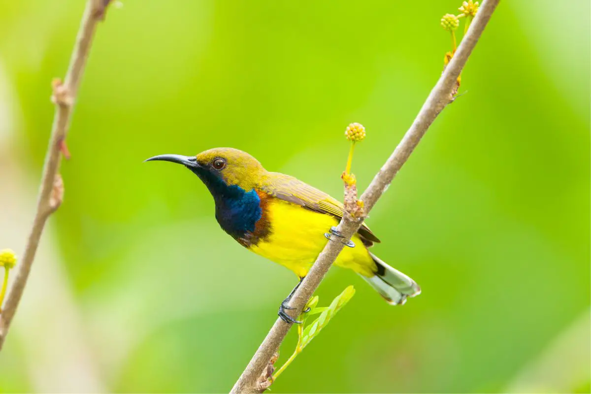 a male Olive-backed Sunbird perched on a branch