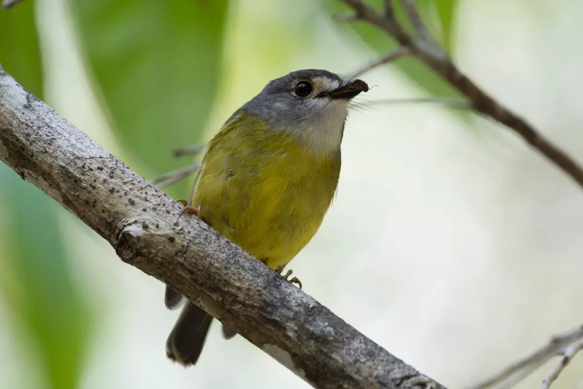 a Pale Yellow Robin perched on a branch with an insect in its beak