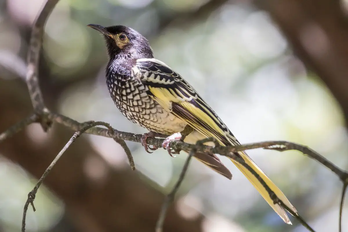 a Regent Honeyeater perched on a thin branch