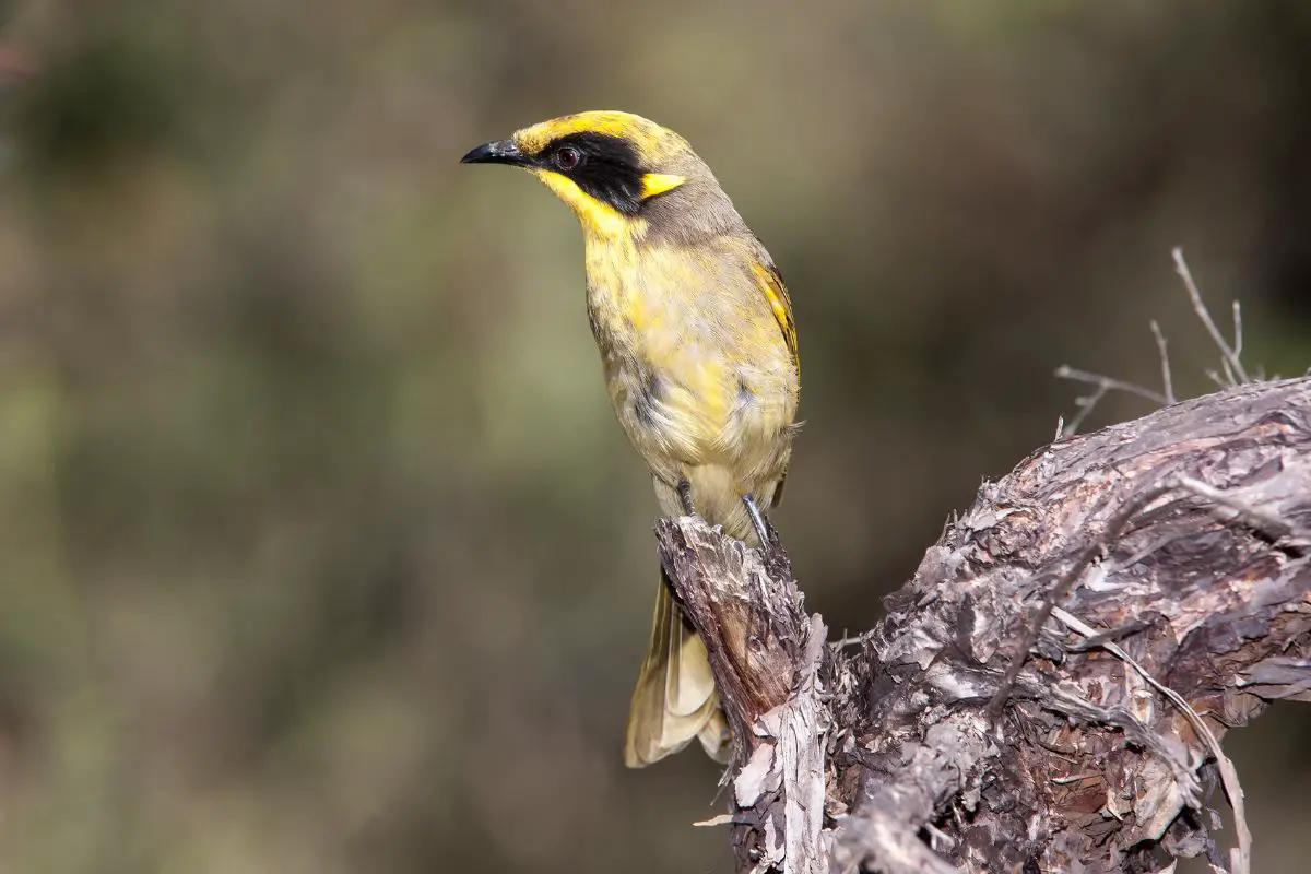 a Yellow-tufted Honeyeater perched on a branch looking left