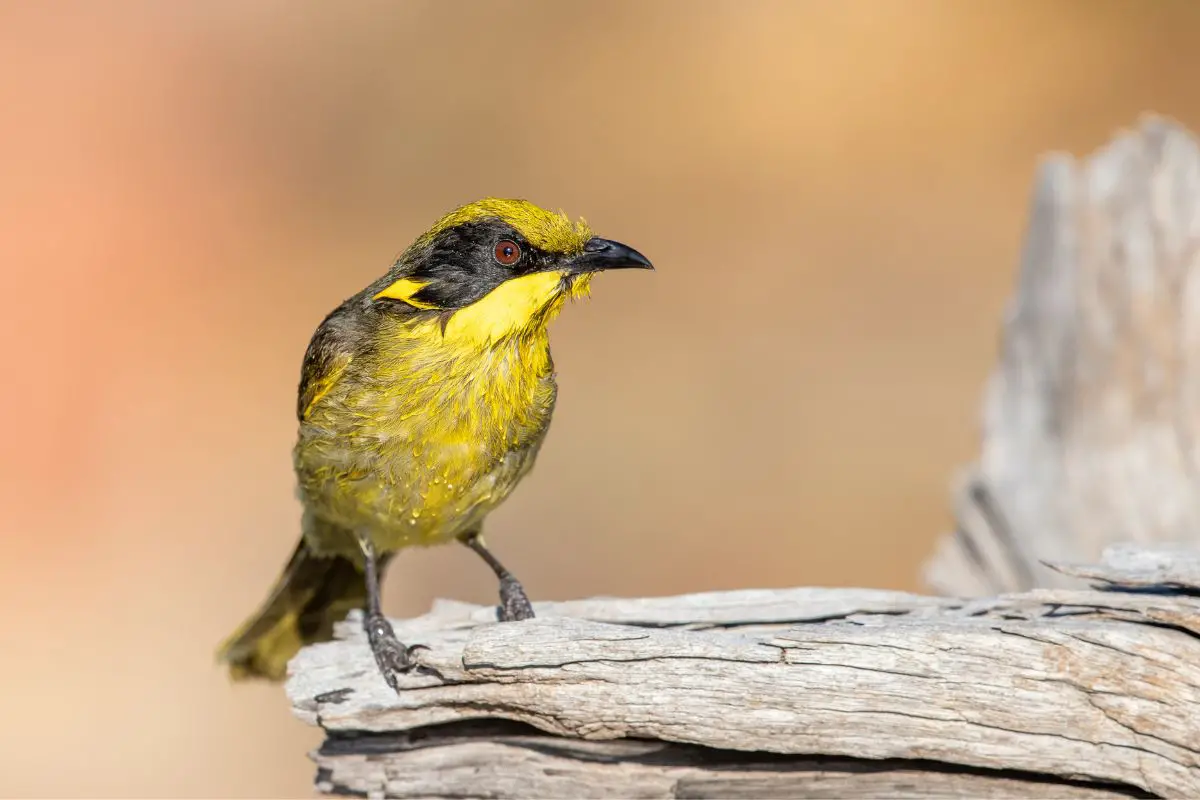 a Yellow-tufted Honeyeater perched on a log in the sun