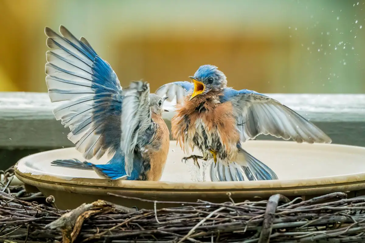 birds fighting in a birdbath