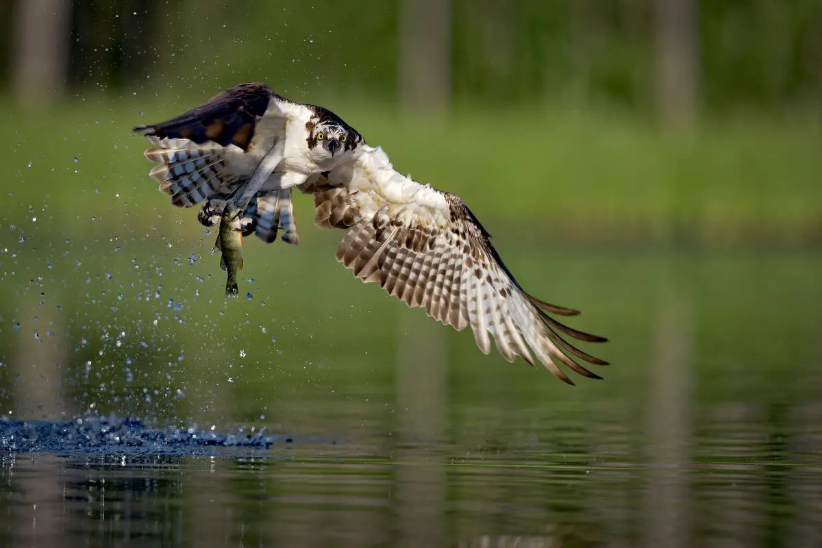 an Osprey catching a fish