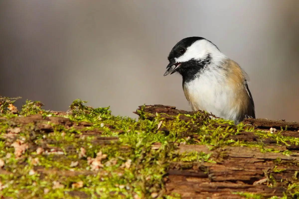 a Black-capped Chickadee perched on a mossy log with a seed in its beak