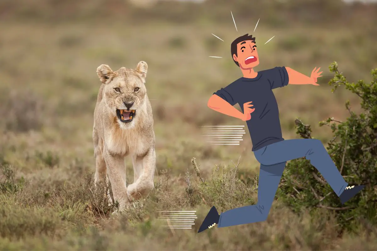 a cartoon man running scared from a lioness
