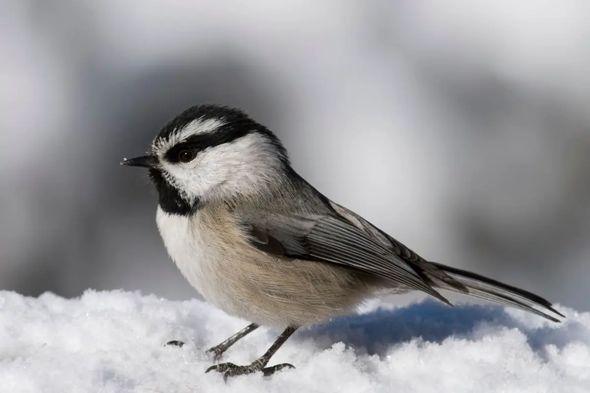 a Mountain Chickadee standing on snow