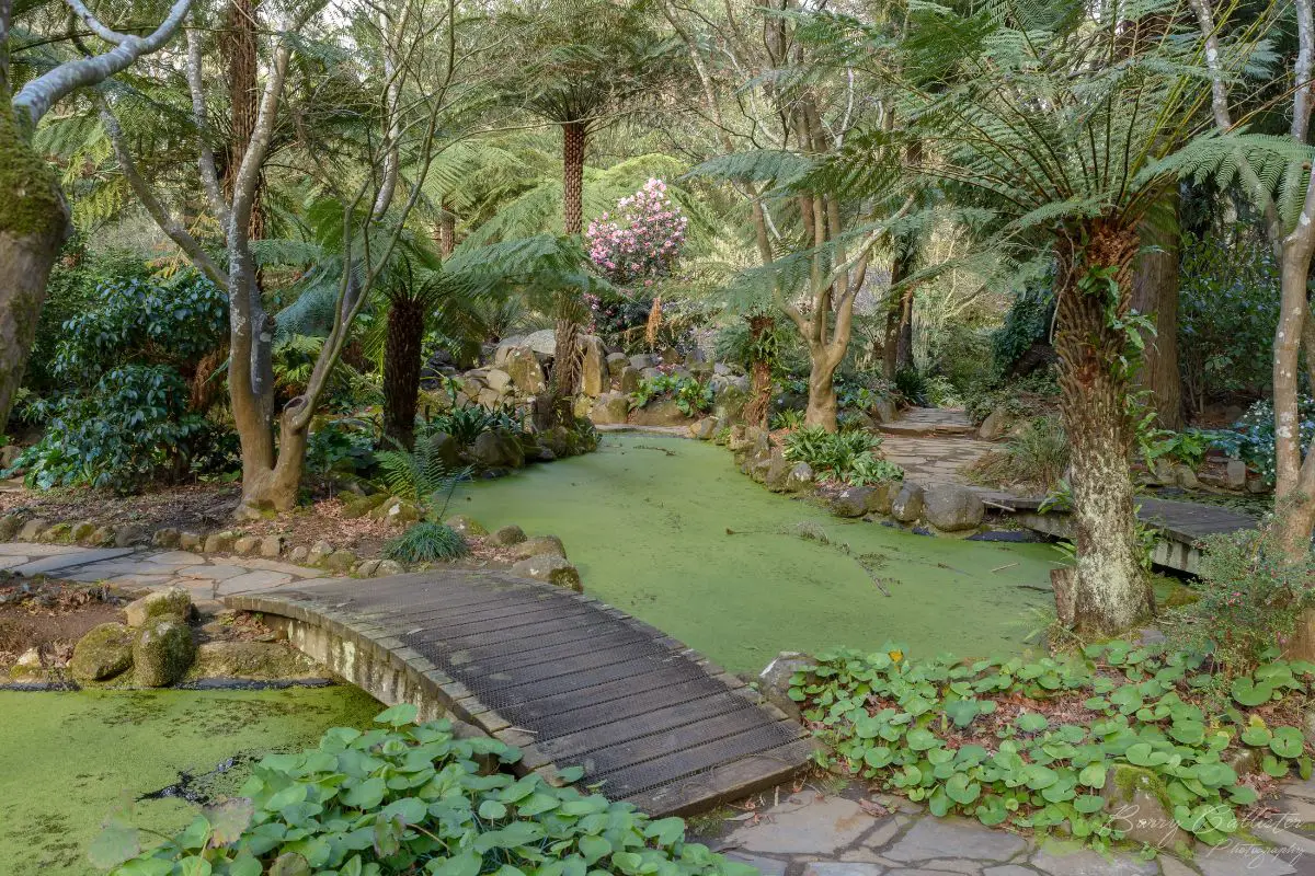 a pond at Alfred Nicholas Memorial Garden in Sherbrooke, Victoria, Australia