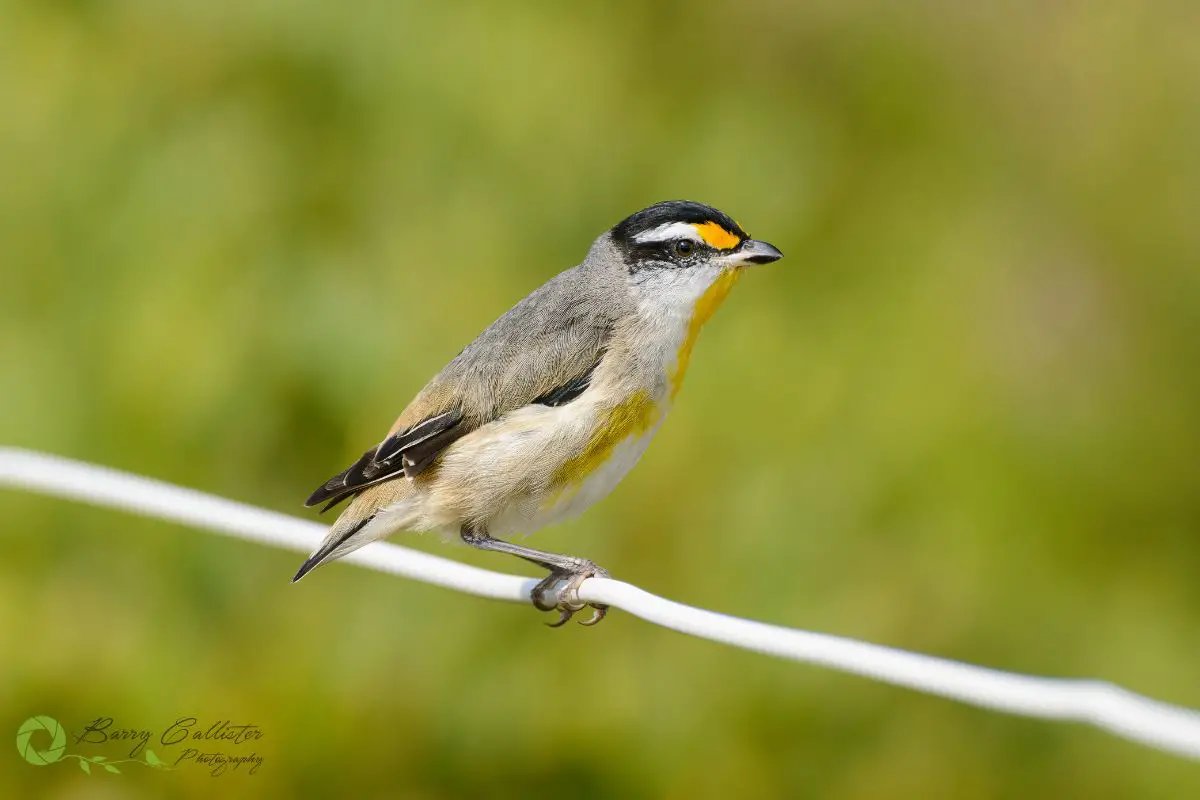 a Striated Pardalote bird perched on a white wire