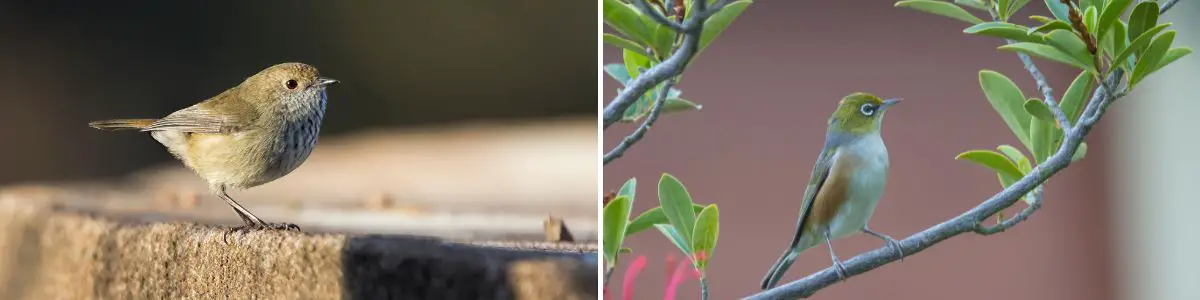 a Brown Thornbill on the left and a Silvereye on the right