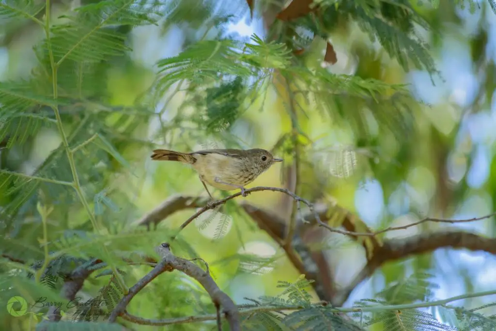 discover-the-smallest-bird-in-australia-a-tiny-feathered-wonder