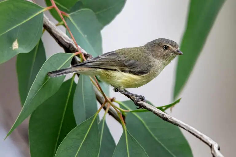 Discover The Smallest Bird In Australia - A Tiny Feathered Wonder