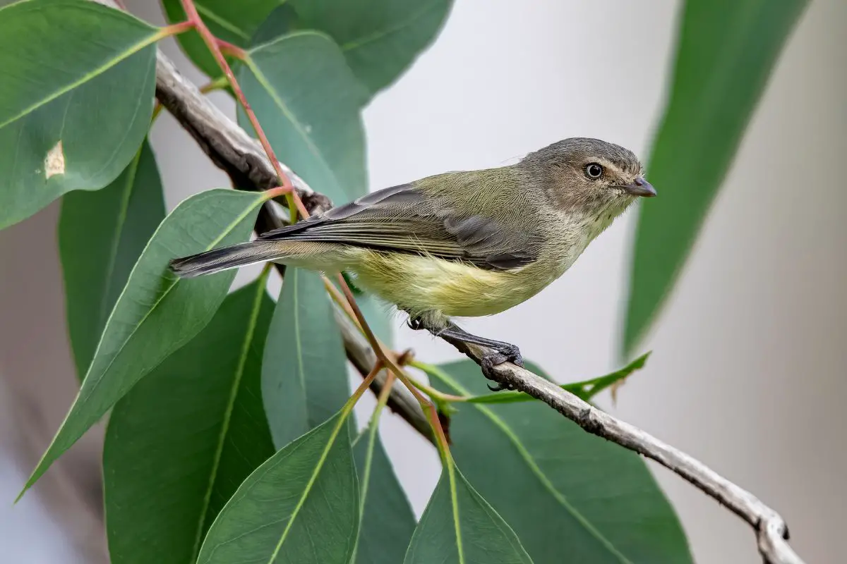 Australia's smallest bird, the Weebill perched in a gum tree