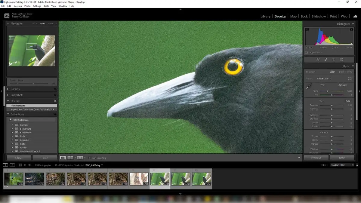 a screenshot of Lightroom Classic showing a noisy image of a Pied Currawong bird