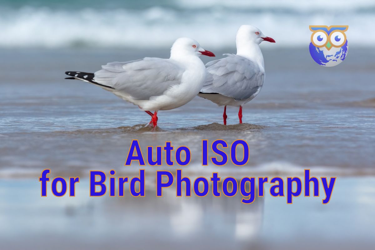 Auto ISO for bird photography featured image - two Silver Gulls on a beach with the Birdwatch World logo in the top right