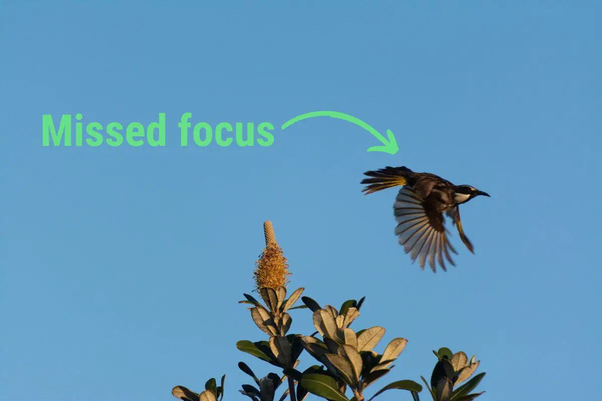 a White-cheeked Honeyeater flying away from a bush with a green arrow pointing to the bird and green text that reads "missed focus"