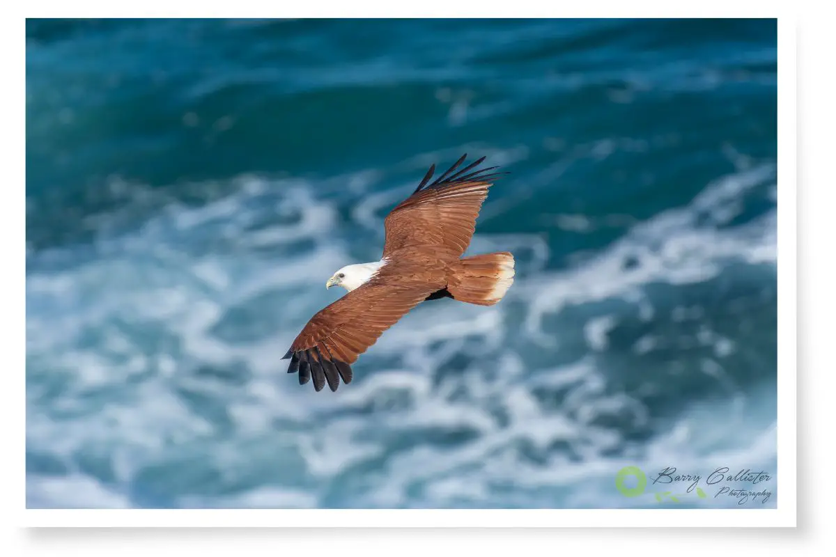 a Brahminy Kite flying over the ocean