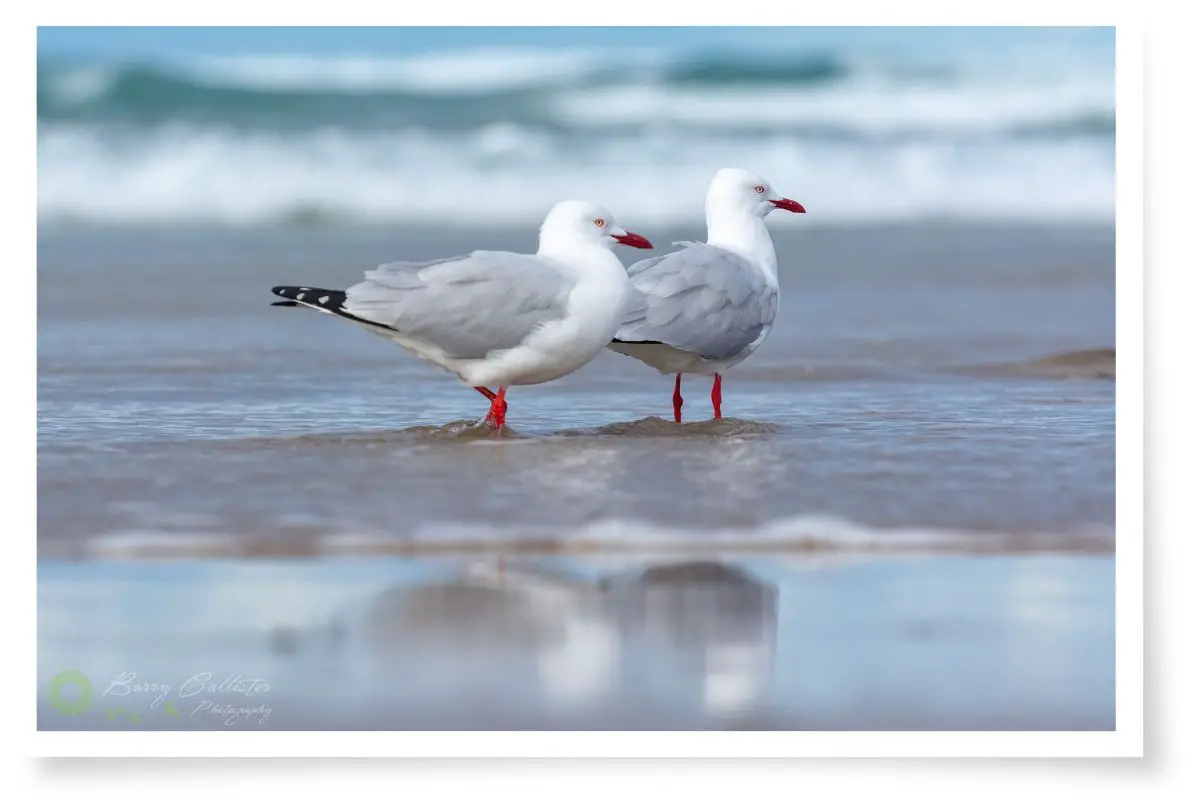 two Silver Gulls standing in shallow water at the beach