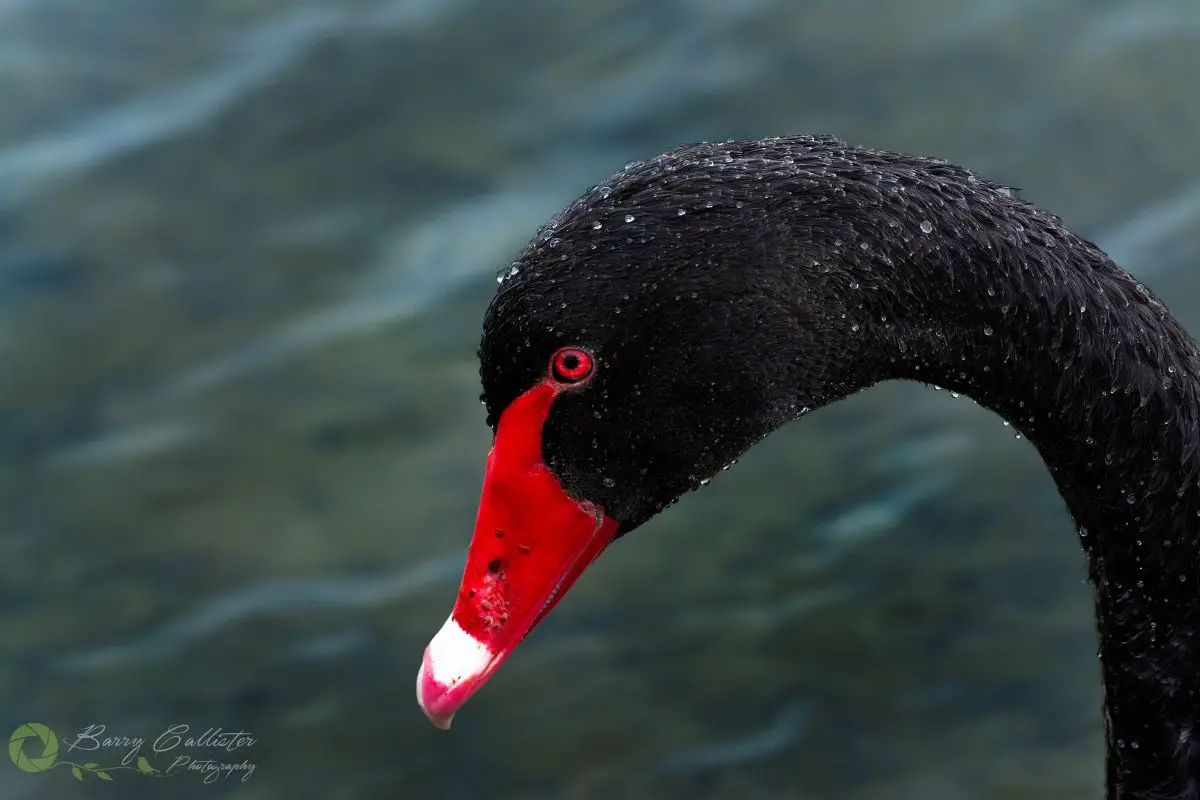 a close-up of a Black Swan with water droplets on its head and neck