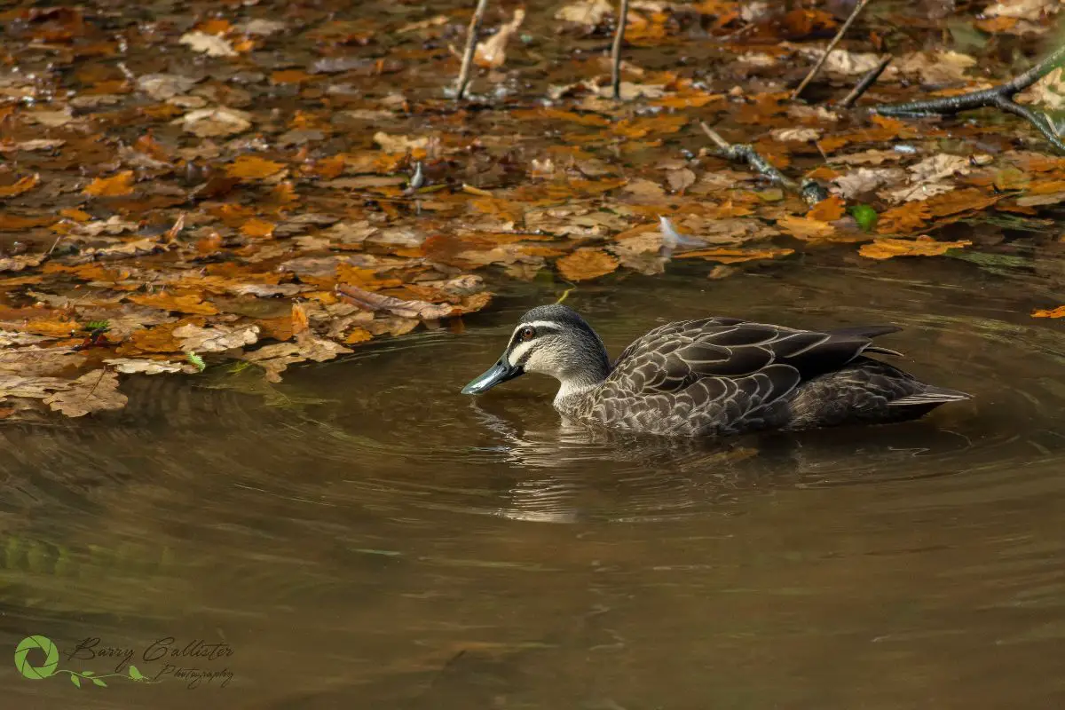 a Pacific Black Duck swimming