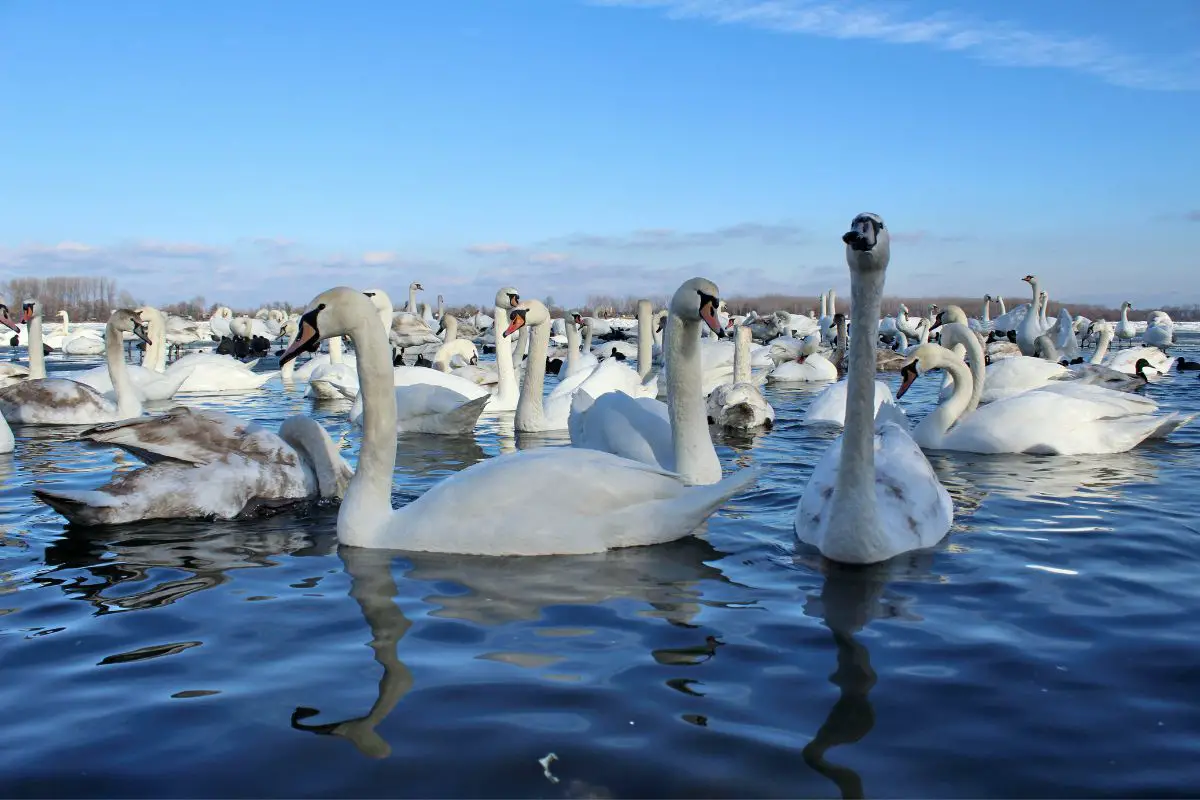 a flock of white swans swimming on a lake