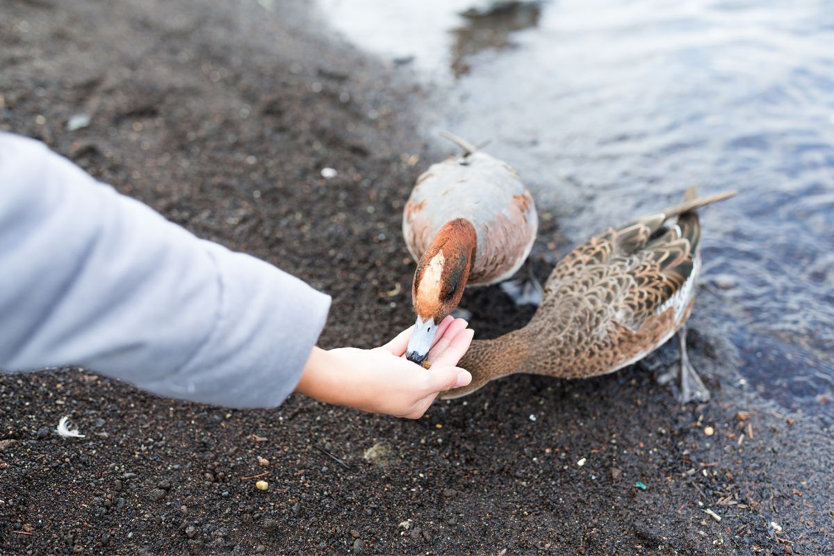a ladies hand feeding two ducks by the water's edge