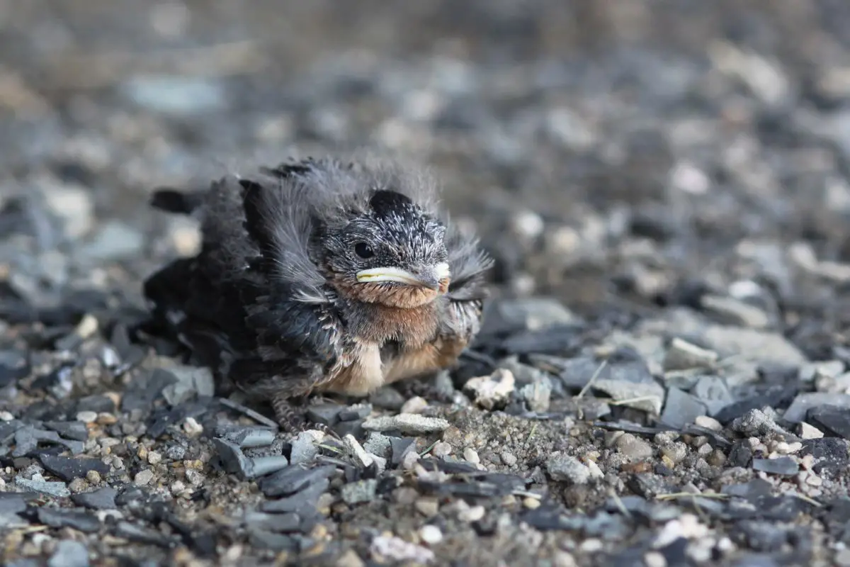 a baby Barn Swallow sitting on the ground