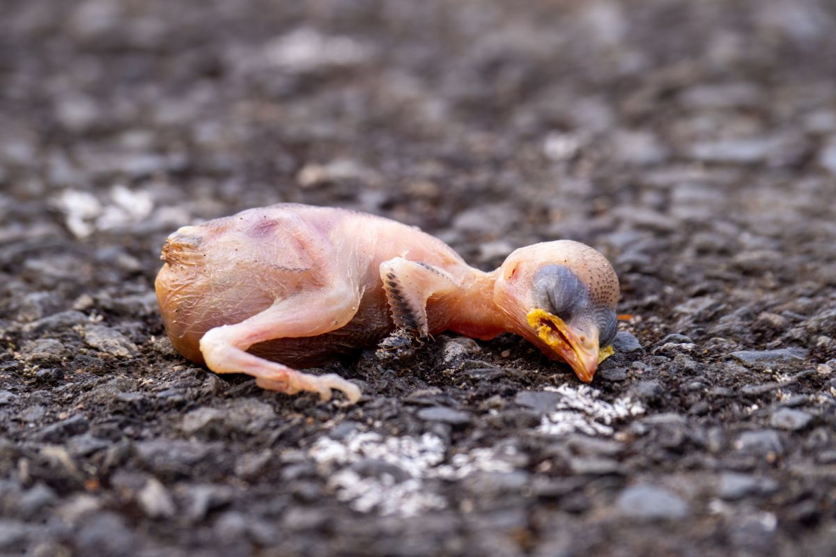 a dead chick lying on the ground