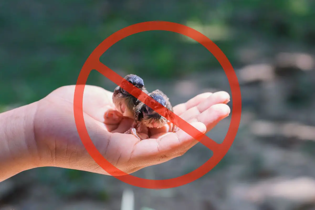 a hand holding two chicks with a crossed out red circle over the top