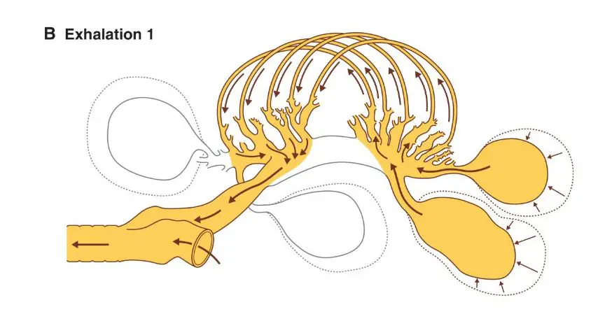 a diagram showing the lungs and air sacs of a bird and the pathway of air during the first exhalation