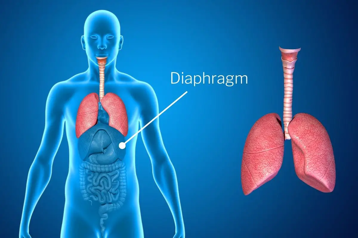 a digital graphic of human lungs and the diaphragm