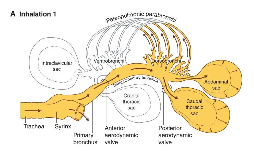 a diagram showing the lungs and air sacs of a bird and the pathway of air during the first inhalation