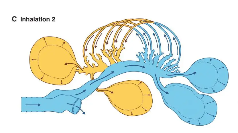 a diagram showing the lungs and air sacs of a bird and the pathway of air during the second inhalation