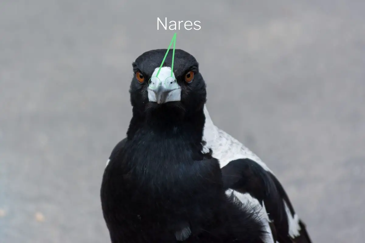 an Australian Magpie with its nares labeled